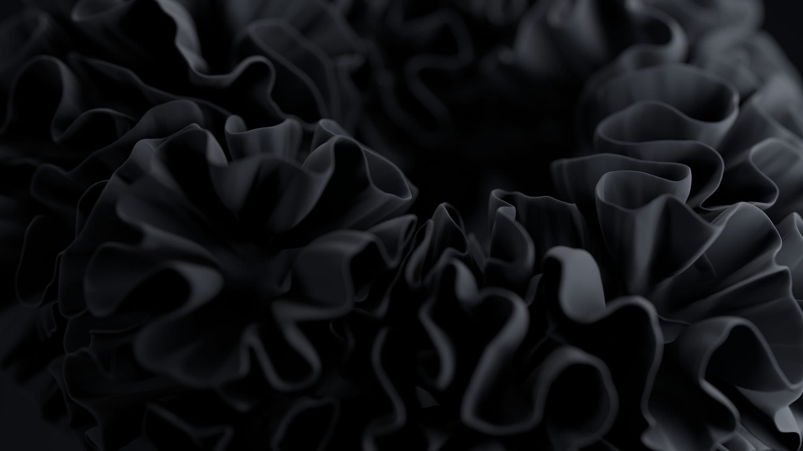 black flower on the dark backgroud